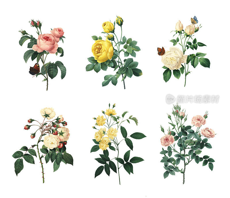 一套各种玫瑰|古董花卉插图